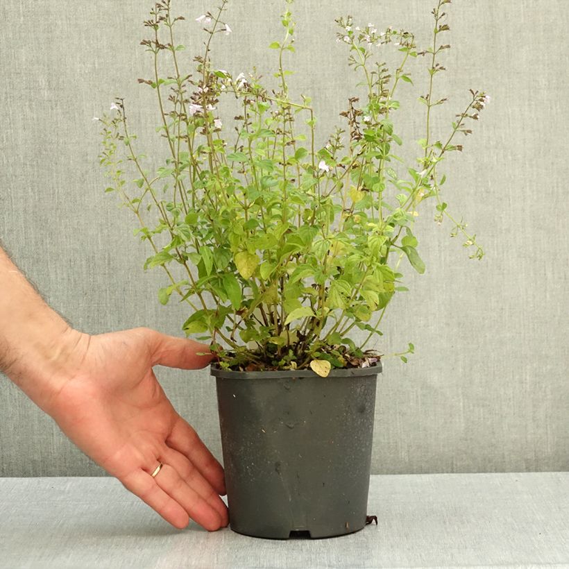 Calamintha nepeta - Calamint 2L/3L pot sample as delivered in autumn