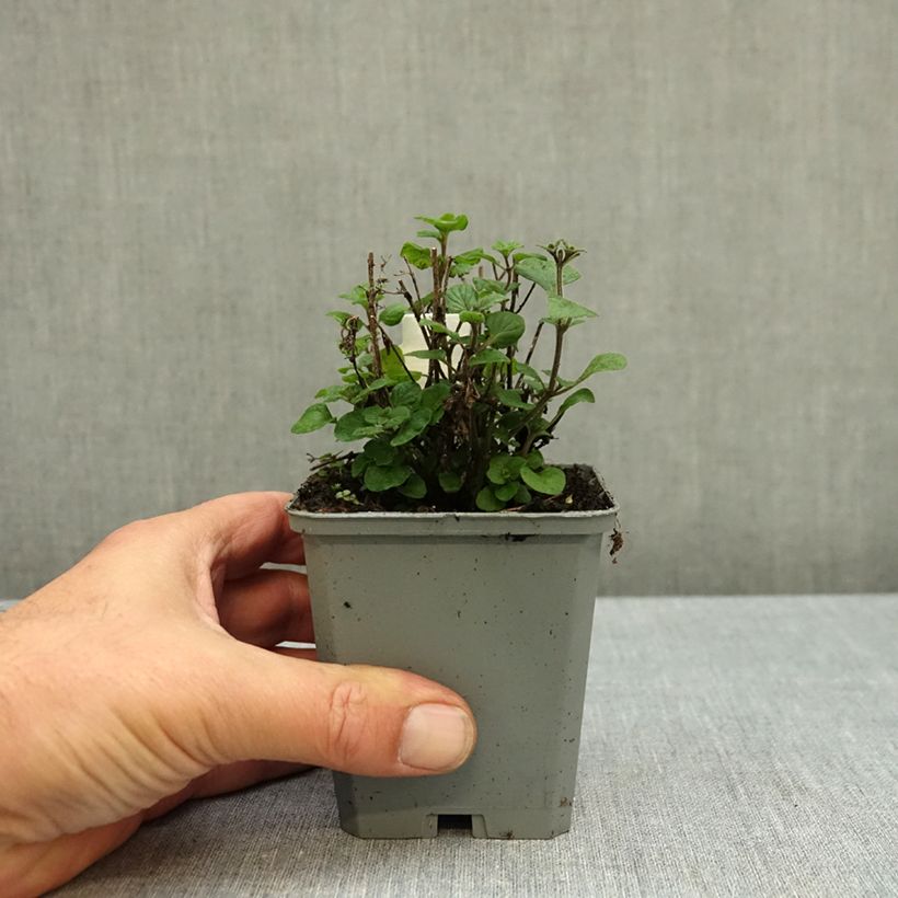 Calamintha nepeta Marvelette Blue - Lesser calamint 8/9 cm pot sample as delivered in autumn
