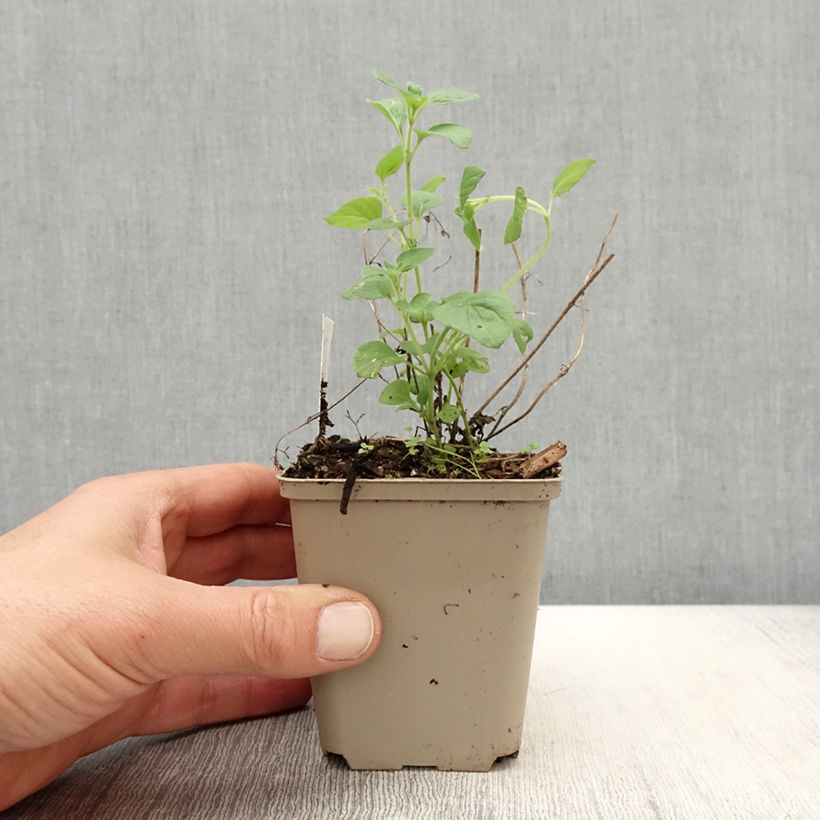 Calamintha nepeta Weisse Riese - Calamint 8/9 cm pot sample as delivered in spring