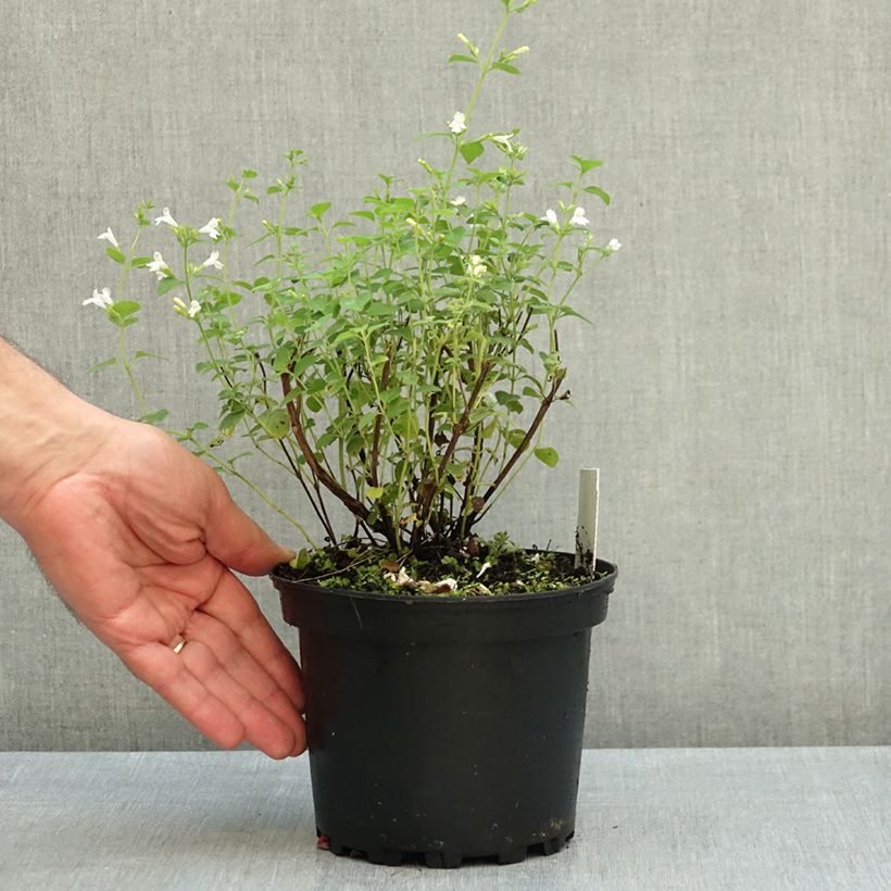 Calamintha sylvatica Menthe - Calamint 2L/3L pot sample as delivered in autumn