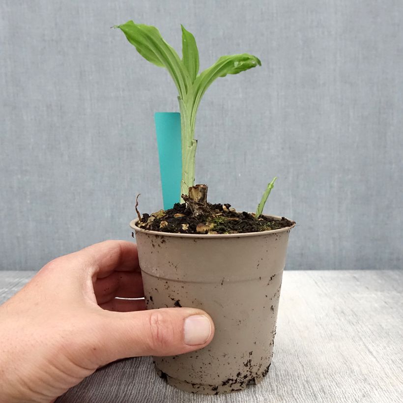 Calanthe Arizona Dream - Garden orchid 1L/1.5L pot sample as delivered in spring