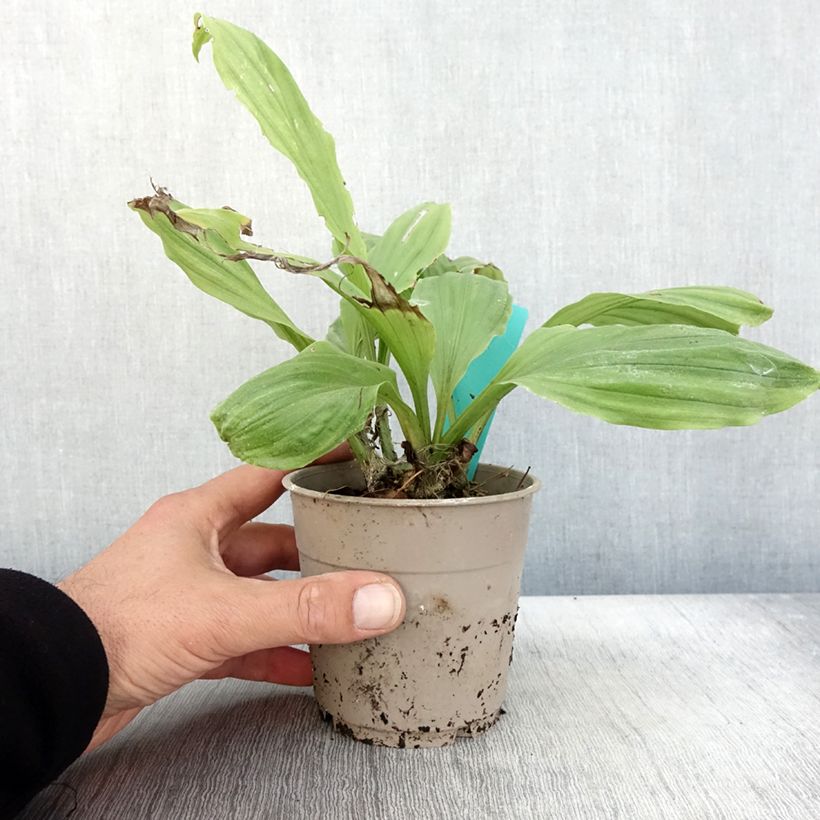 Calanthe Arizona Dream - Garden orchid 1L/1.5L pot sample as delivered in autumn