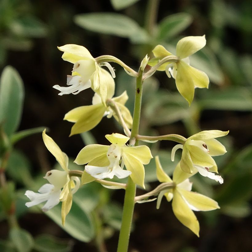 Calanthe discolor - Garden orchid (Flowering)