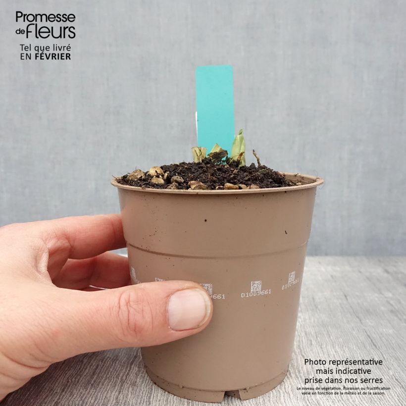 Calanthe discolor - Garden orchid 1L/1.5L pot size I sample as delivered in winter