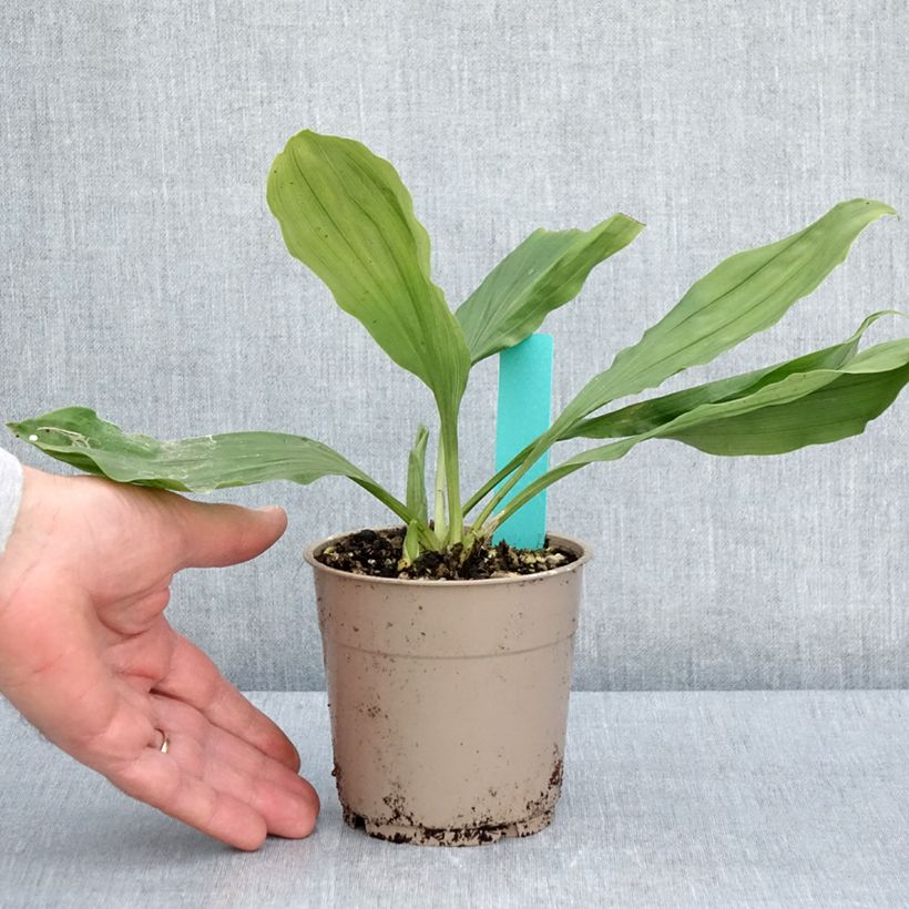 Calanthe discolor - Garden orchid 1L/1.5L pot size I sample as delivered in spring