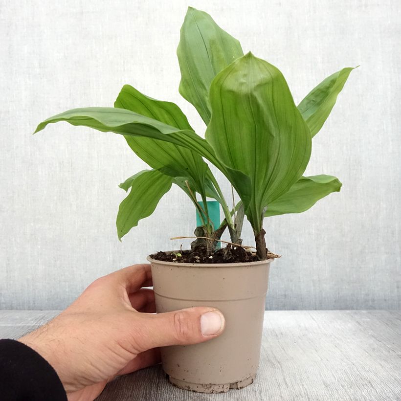 Calanthe Olive Green - Garden orchid 1.5L/2L pot sample as delivered in autumn
