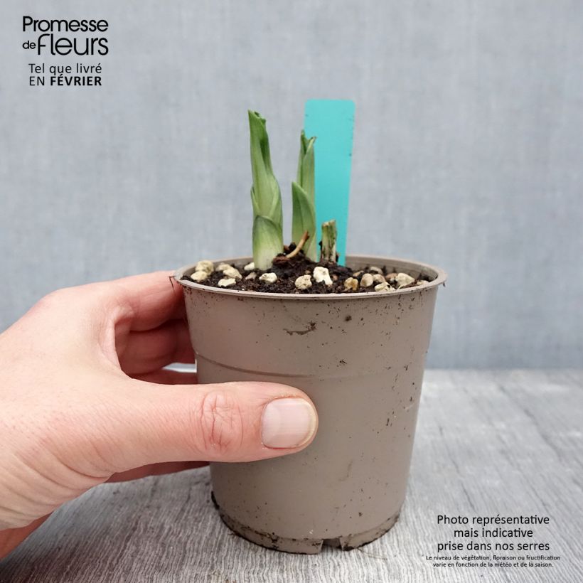 Calanthe Olive Green - Garden orchid 1.5L/2L pot sample as delivered in winter