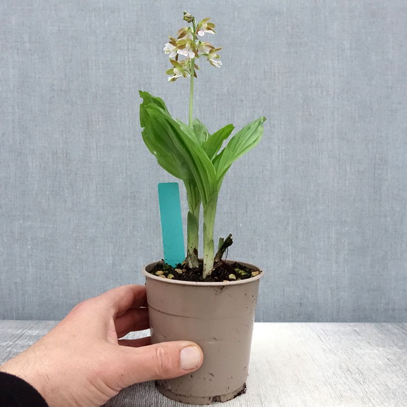 Calanthe Olive Green - Garden orchid 1.5L/2L pot sample as delivered in spring