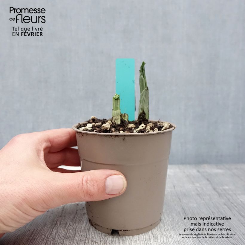 Calanthe Red Sunset - Garden orchid 1L/1.5L pot sample as delivered in winter