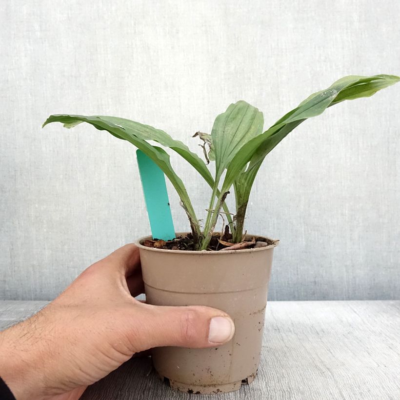 Calanthe Red Sunset - Garden orchid 1L/1.5L pot sample as delivered in autumn