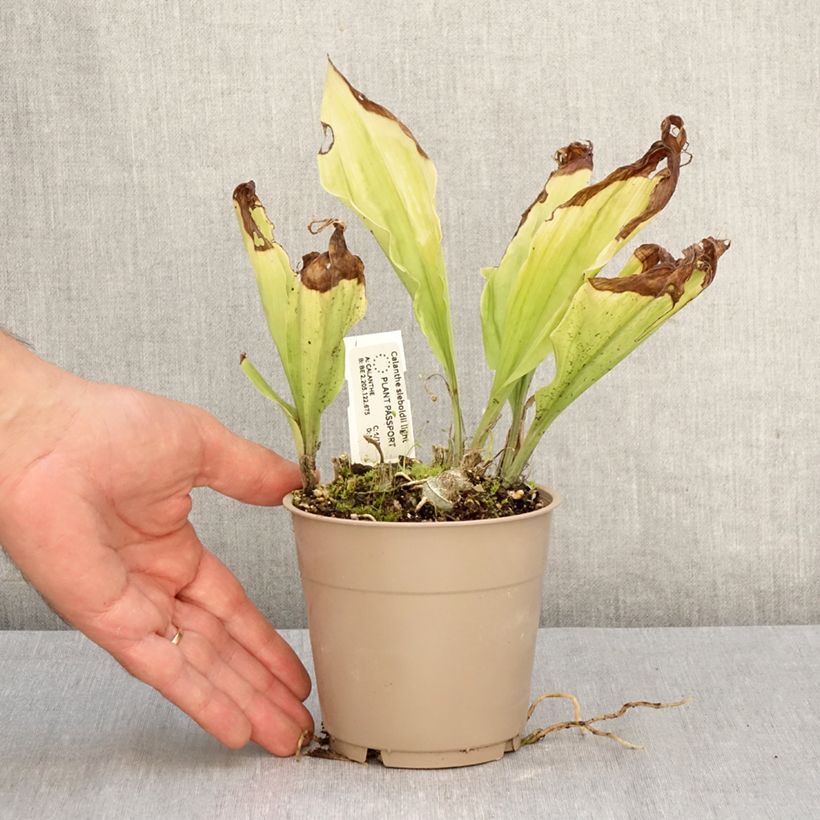 Calanthe sieboldii Light - Garden orchid 1L/1.5L pot sample as delivered in autumn