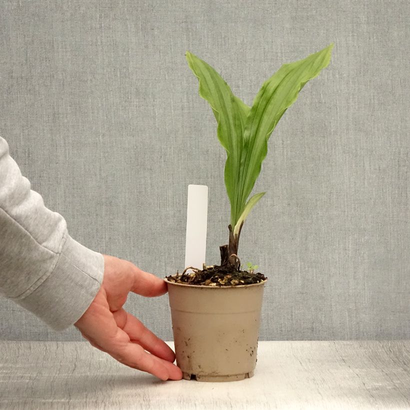 Calanthe sieboldii Light - Garden orchid 1L/1.5L pot sample as delivered in summer