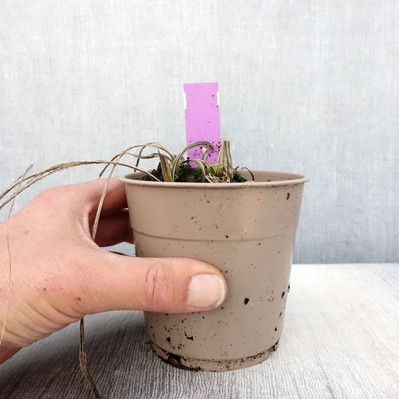 Calanthe tricarinata - Garden orchid 1L/1.5L pot size I sample as delivered in spring