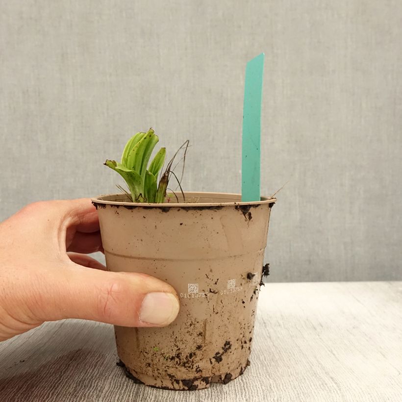 Calanthe tricarinata - Garden orchid 1L/1.5L pot size I sample as delivered in autumn