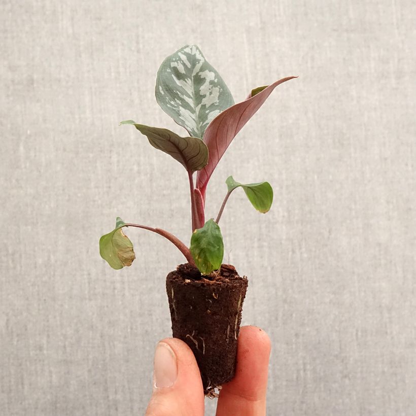 Calathea louisae Maui Queen - Peacock plant Mini-plante sample as delivered in spring