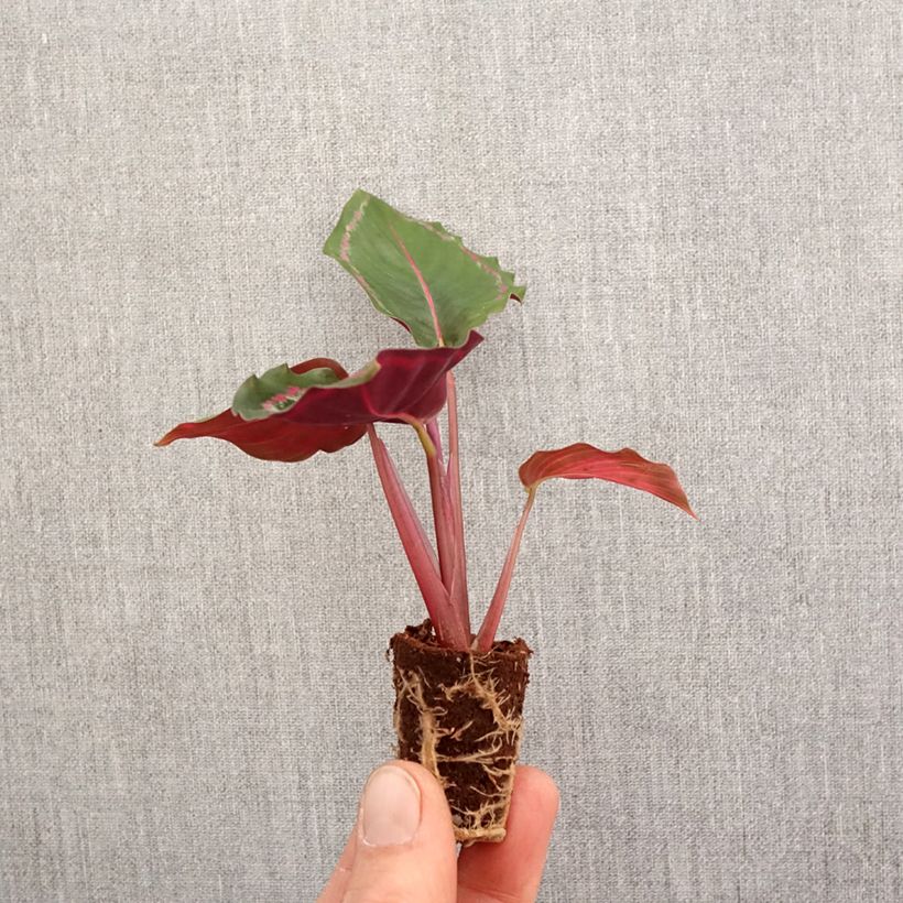 Calathea roseopicta Medallion - Rose-painted calathea Mini-plante sample as delivered in spring