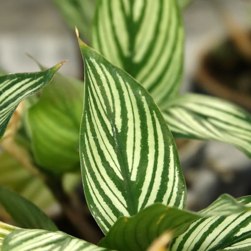 Calathea vittata (Foliage)