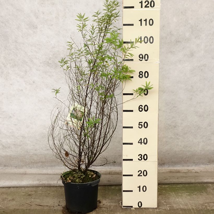 Calliandra surinamensis Dixie Pink 7.5L/10L pot sample as delivered in autumn
