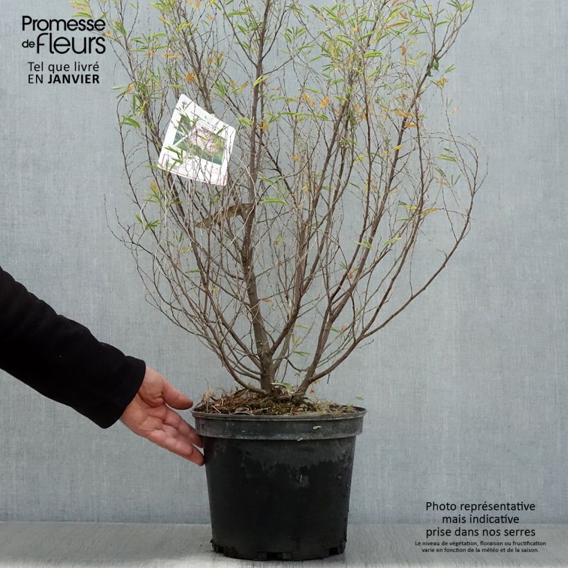 Calliandra surinamensis Dixie Pink 7.5L/10L pot sample as delivered in winter