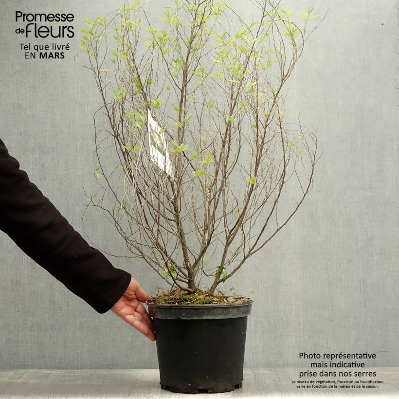 Calliandra surinamensis Dixie Pink 7.5L/10L pot sample as delivered in spring