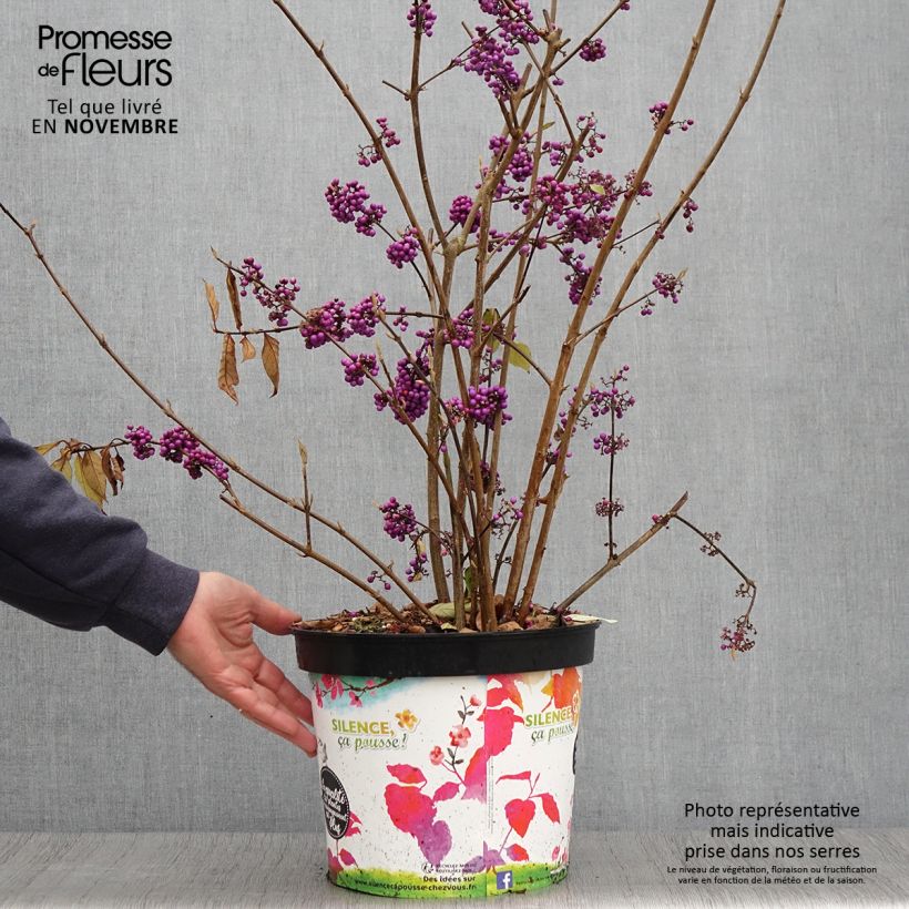 Callicarpa bodinieri Imperial Pearl 7.5L/10L pot sample as delivered in autumn