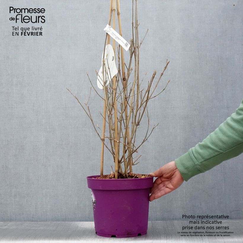 Callicarpa bodinieri Liebespaar 7.5L/10L pot sample as delivered in winter