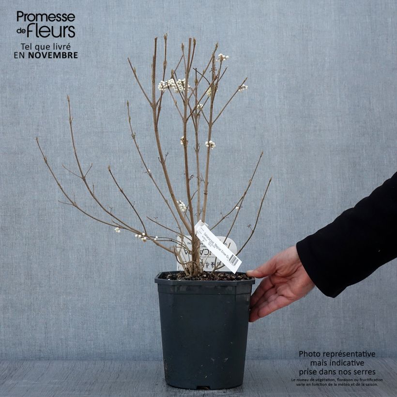 Callicarpa bodinieri Magical Snowqueen 3L/4L pot sample as delivered in autumn