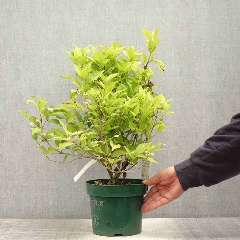 Callicarpa bodinieri Magical Snowqueen 3L/4L pot sample as delivered in summer