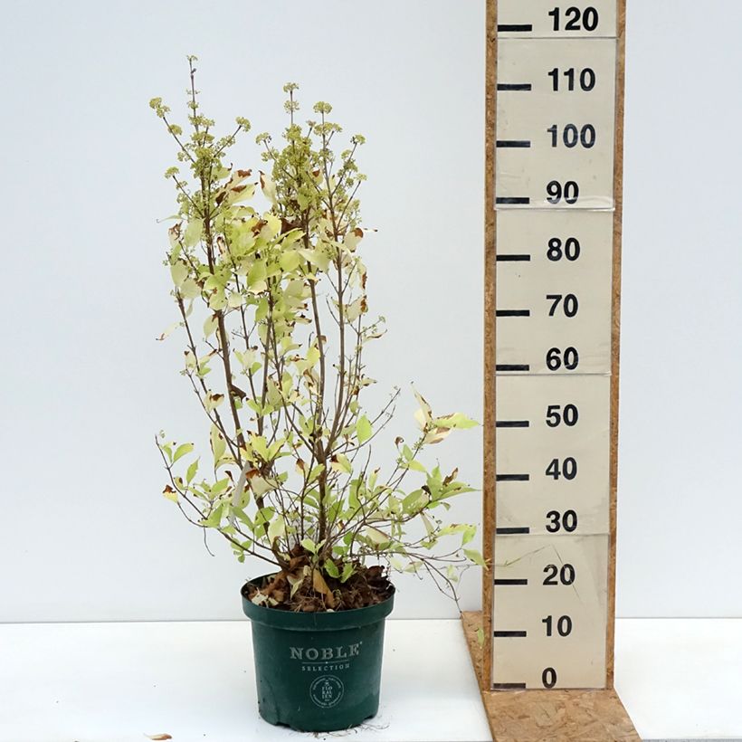 Callicarpa bodinieri Magical Snowqueen 7.5L/10L pot sample as delivered in autumn