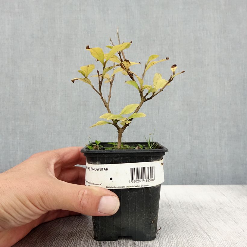 Callicarpa bodinieri Magical Snowstar Kolmsnostar 8/9 cm pot sample as delivered in autumn