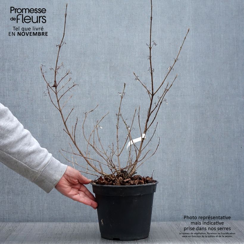 Callicarpa bodinieri Magical Snowstar Kolmsnostar 3L/4L pot sample as delivered in autumn
