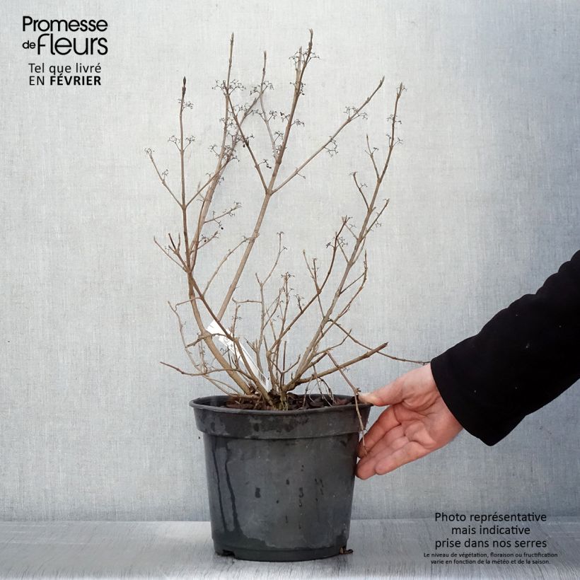 Callicarpa bodinieri Magical Snowstar Kolmsnostar 3L/4L pot sample as delivered in winter