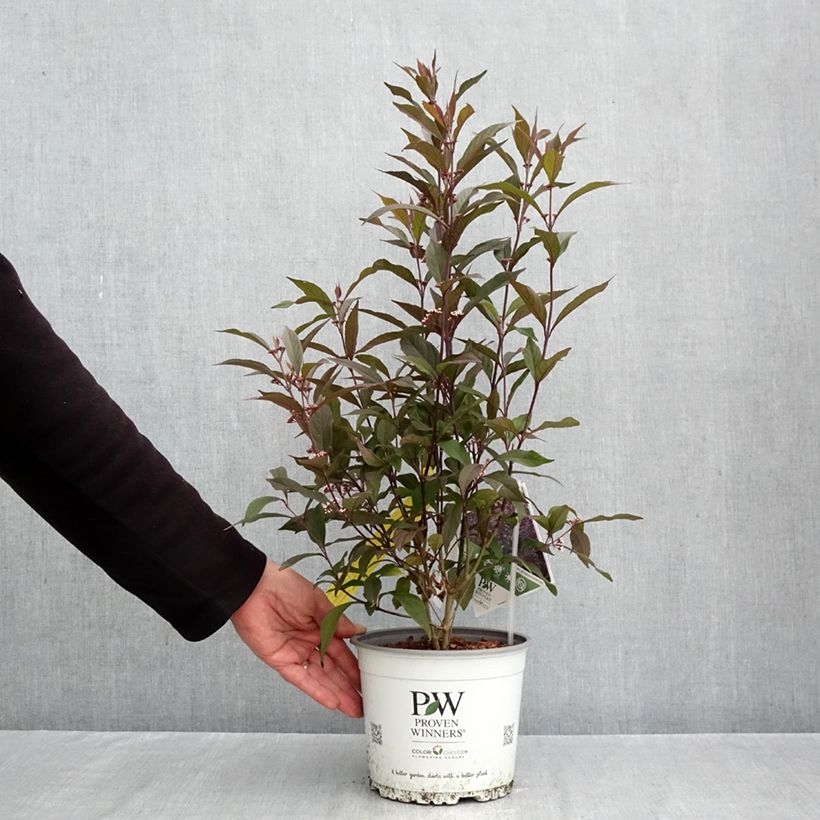 Callicarpa bodinieri Pearl Glam 3L/4L pot sample as delivered in autumn