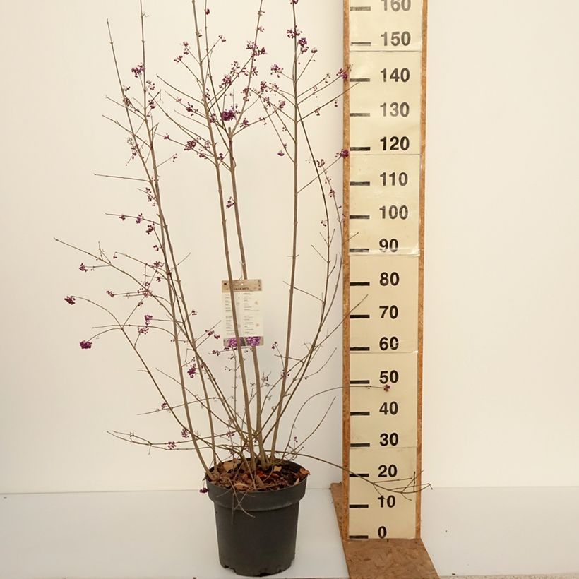 Callicarpa bodinieri var. giraldii Profusion 7.5L/10L pot sample as delivered in autumn