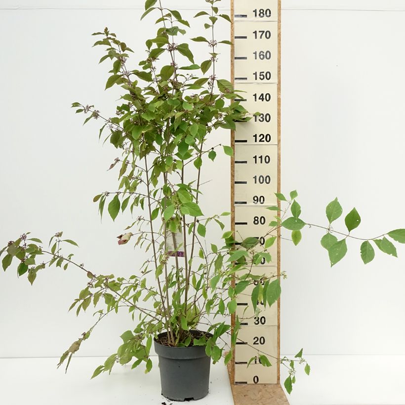 Callicarpa bodinieri var. giraldii Profusion 7.5L/10L pot sample as delivered in summer