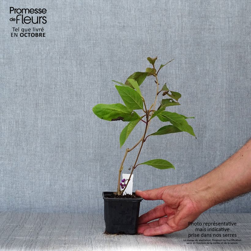 Callicarpa bodinieri var. giraldii Profusion 8/9 cm pot sample as delivered in autumn