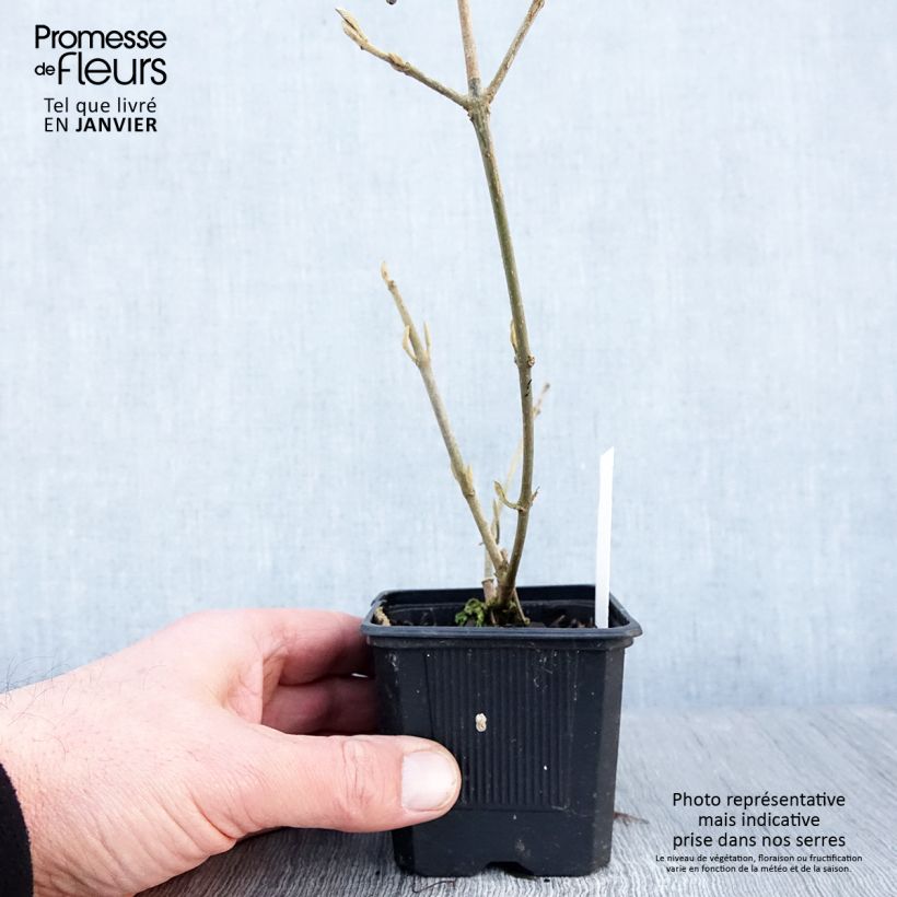 Callicarpa bodinieri var. giraldii Profusion 8/9 cm pot sample as delivered in winter