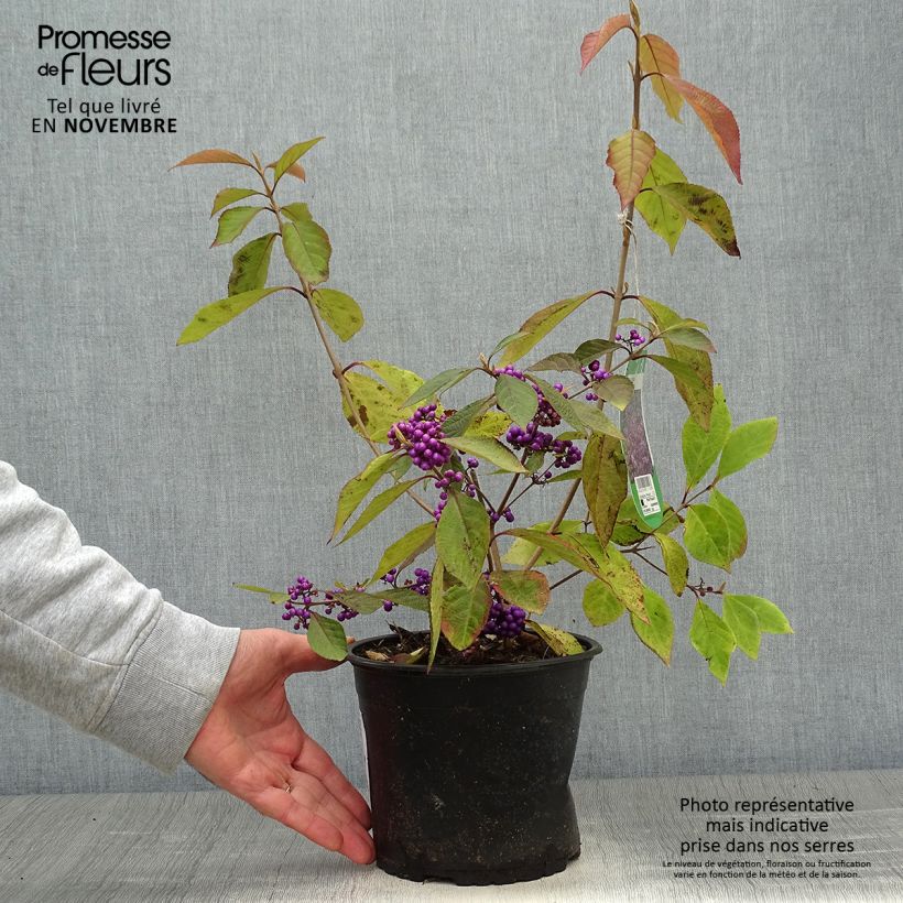 Callicarpa bodinieri var. giraldii Profusion 2L/3L pot sample as delivered in autumn