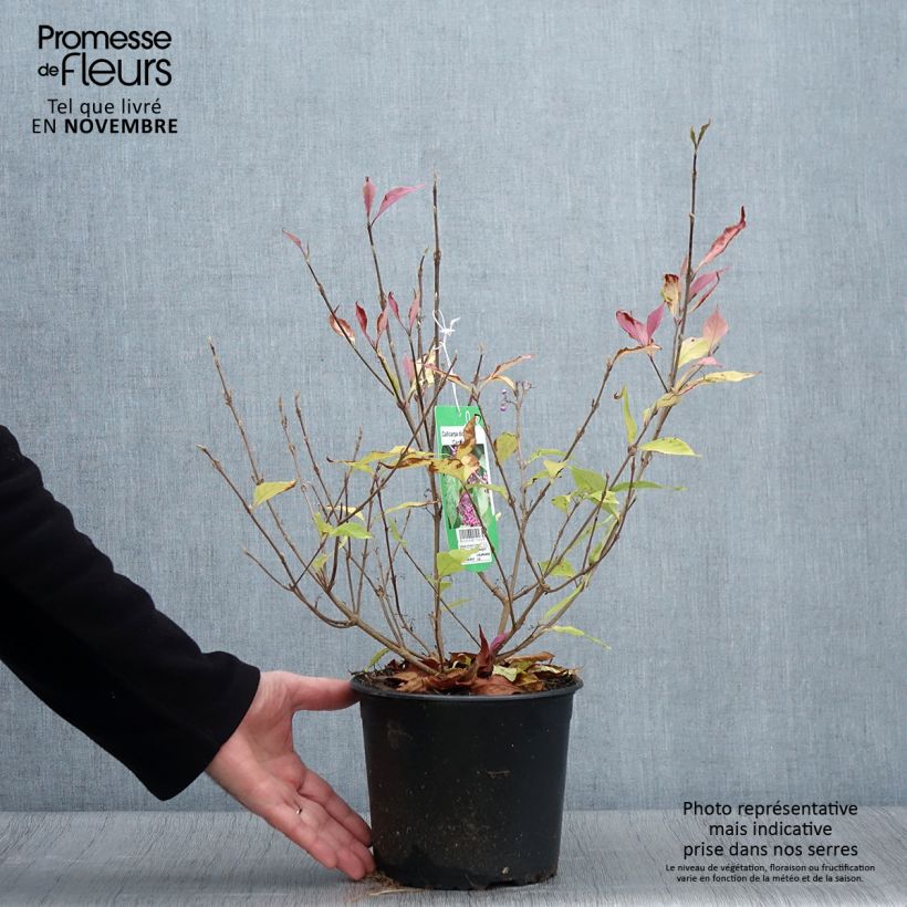 Callicarpa dichotoma Cardinal 2L/3L pot sample as delivered in autumn
