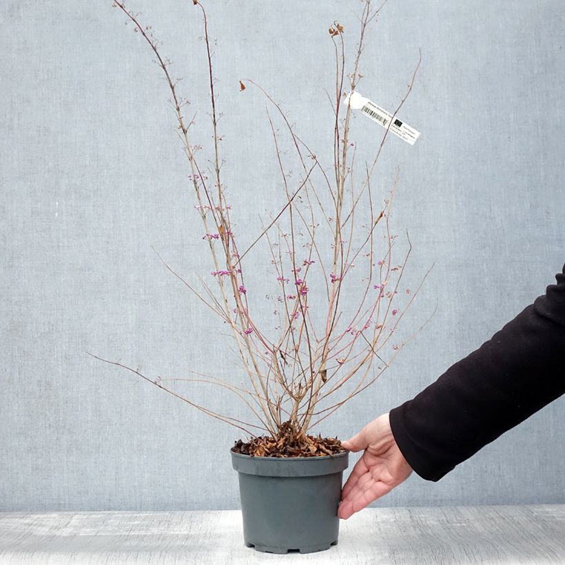 Callicarpa dichotoma Issai 3L/4L pot sample as delivered in autumn