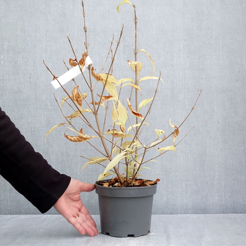 Callicarpa japonica Leucocarpa 2L/3L pot sample as delivered in autumn