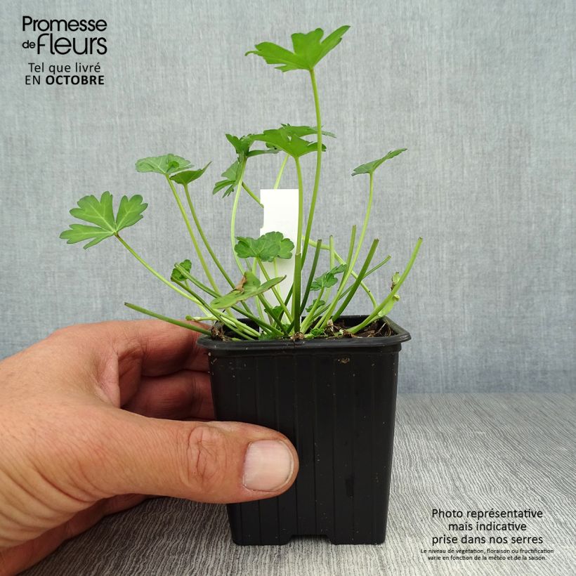 Callirhoe involucrata - Winecup 8/9 cm pot sample as delivered in autumn