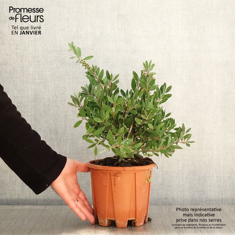 Callistemon citrinus Mauve Mist - Bottlebrush 3L/4L pot sample as delivered in winter