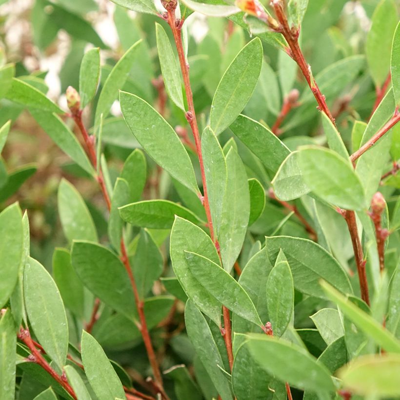 Callistemon citrinus Mauve Mist - Bottlebrush (Foliage)