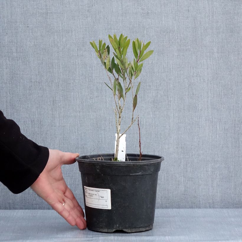 Callistemon viminalis Inferno - Bottlebrush 3L/4L pot sample as delivered in winter