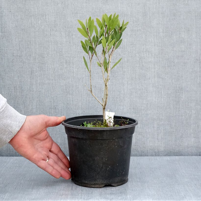 Callistemon viminalis Inferno - Bottlebrush 3L/4L pot sample as delivered in spring