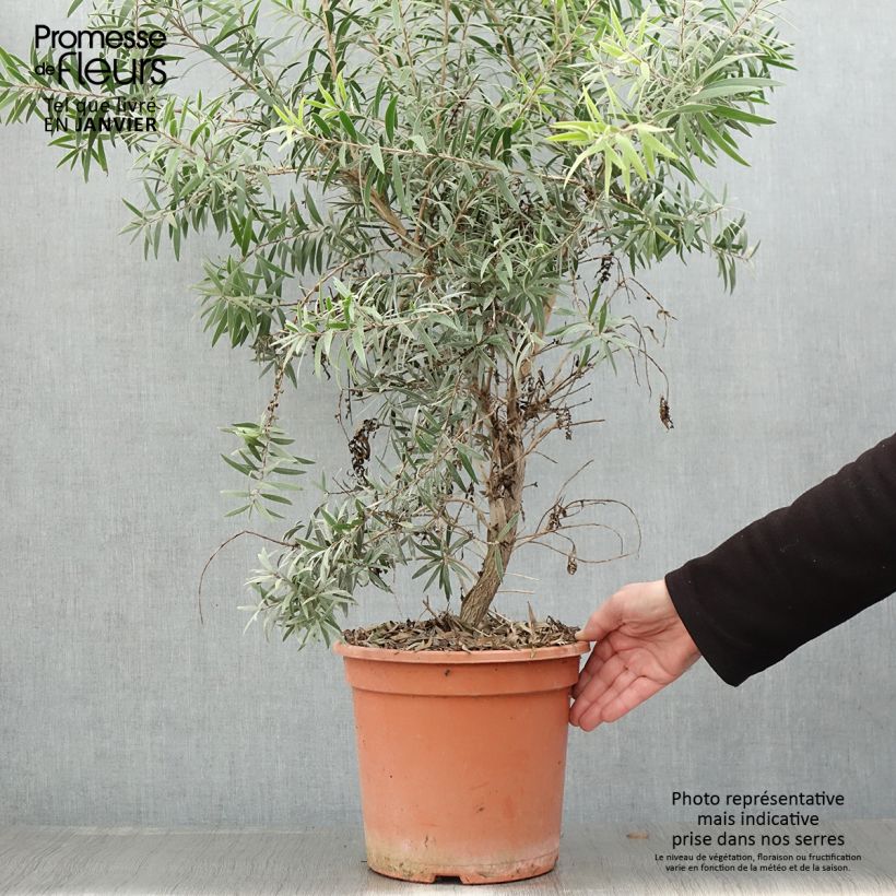 Callistemon masotti Mini Red - Bottlebrush 7.5L/10L pot sample as delivered in winter