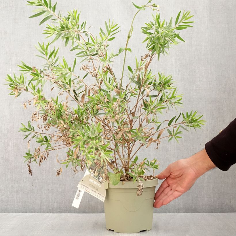 Callistemon Outback Fire - Bottle brush 3L/4L pot sample as delivered in autumn