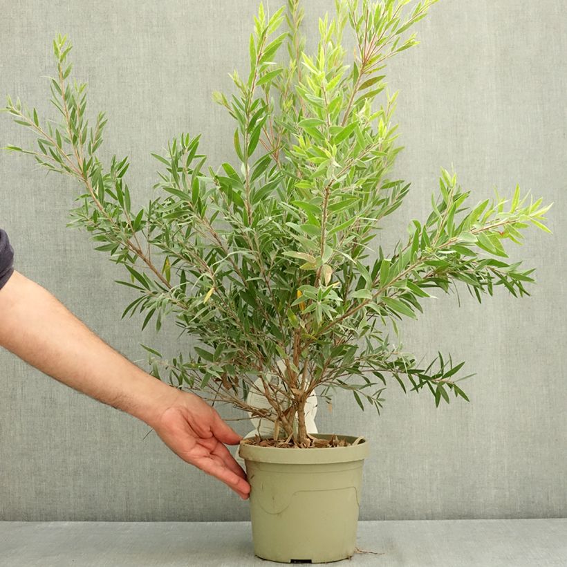 Callistemon Outback Fire - Bottle brush 3L/4L pot sample as delivered in summer
