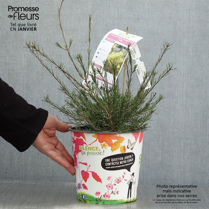 Callistemon pityoides Widdicombe Gem - Bottlebrush 4L/5L pot sample as delivered in winter